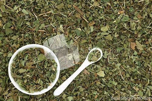 Image of Lungwort Herb Leaf  Herbal Plant Medicine