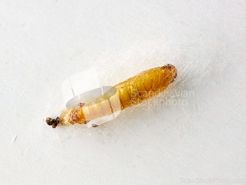 Image of food moth caterpillar