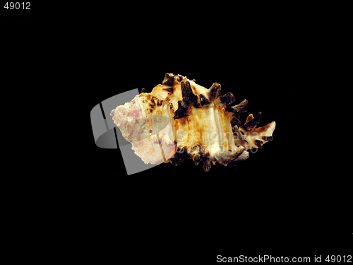 Image of Shell