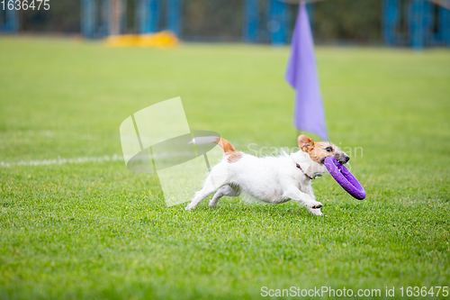 Image of Sportive dog performing during the lure coursing in competition