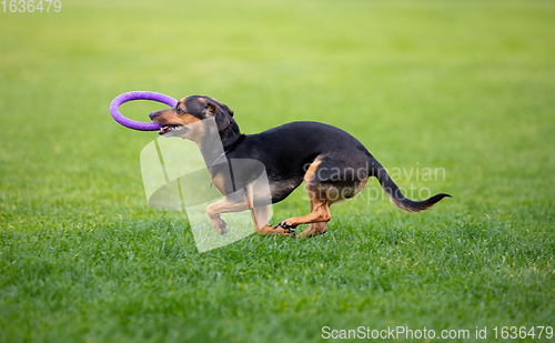 Image of Sportive dog performing during the lure coursing in competition