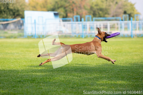 Image of Sportive dog performing during the lure coursing in competition