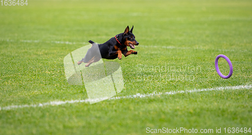 Image of Sportive dog performing during the lure coursing in competition