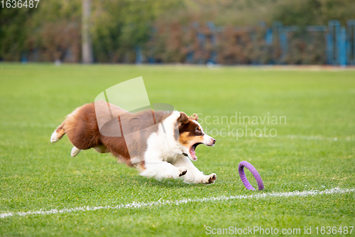 Image of Sportive dog performing during the lure coursing in competition