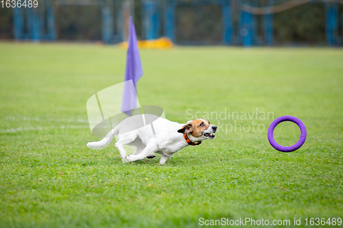 Image of Sportive dog performing during the lure coursing in competition