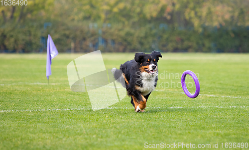 Image of Sportive dog performing during the lure coursing in competition