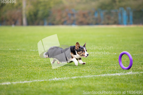 Image of Sportive dog performing during the lure coursing in competition