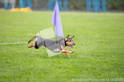 Image of Sportive dog performing during the lure coursing in competition