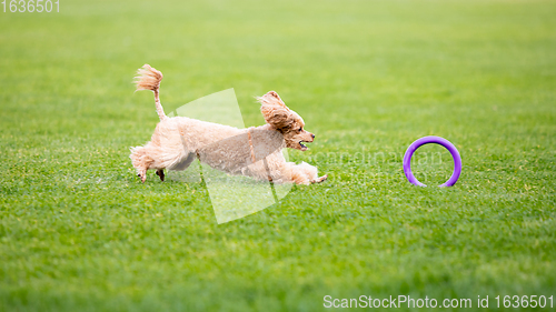 Image of Sportive dog performing during the lure coursing in competition