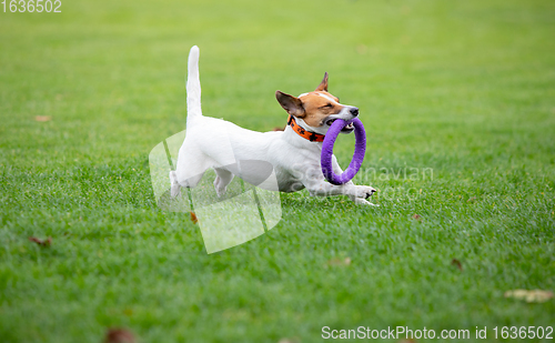 Image of Sportive dog performing during the lure coursing in competition