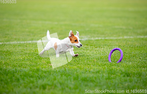 Image of Sportive dog performing during the lure coursing in competition