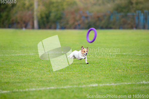 Image of Sportive dog performing during the lure coursing in competition