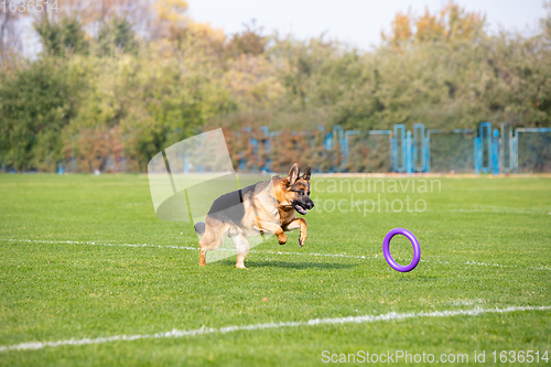 Image of Sportive dog performing during the lure coursing in competition