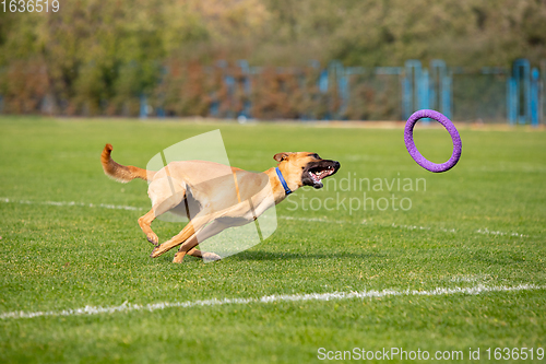 Image of Sportive dog performing during the lure coursing in competition