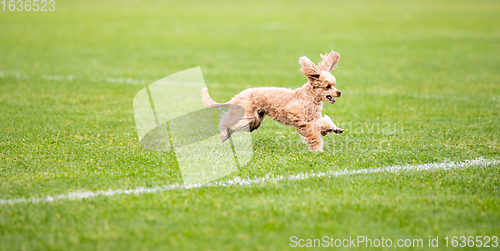 Image of Sportive dog performing during the lure coursing in competition