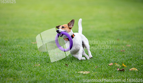 Image of Sportive dog performing during the lure coursing in competition