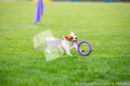 Image of Sportive dog performing during the lure coursing in competition