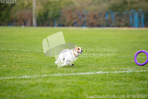 Image of Sportive dog performing during the lure coursing in competition