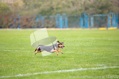 Image of Sportive dog performing during the lure coursing in competition