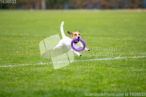 Image of Sportive dog performing during the lure coursing in competition