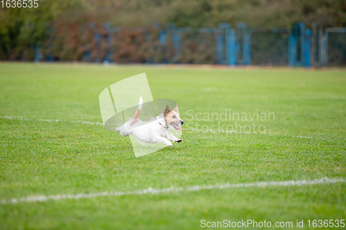 Image of Sportive dog performing during the lure coursing in competition