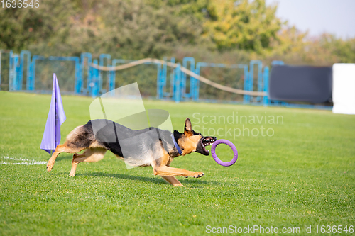 Image of Sportive dog performing during the lure coursing in competition