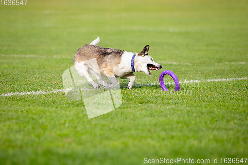 Image of Sportive dog performing during the lure coursing in competition