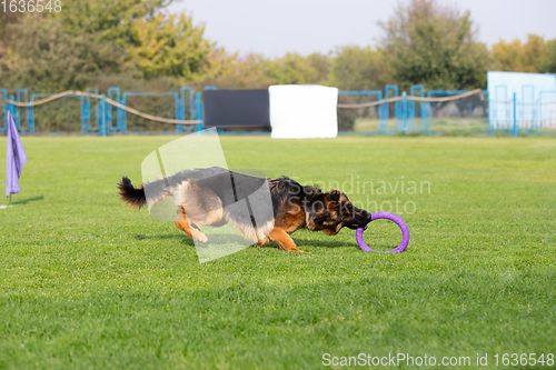 Image of Sportive dog performing during the lure coursing in competition