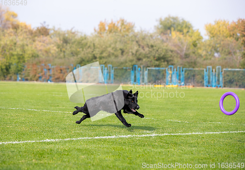 Image of Sportive dog performing during the lure coursing in competition