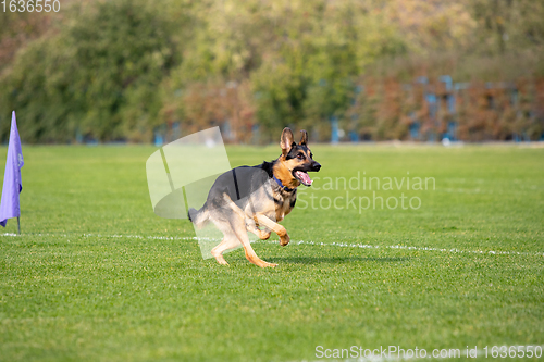 Image of Sportive dog performing during the lure coursing in competition