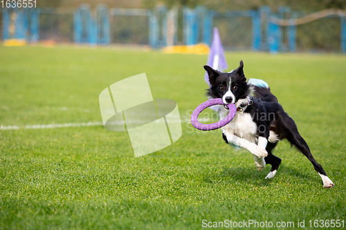 Image of Sportive dog performing during the lure coursing in competition