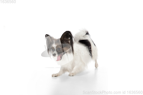 Image of Studio shot of funny Papillon dog isolated on white studio background