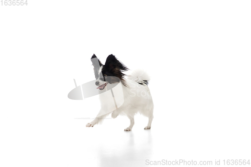 Image of Studio shot of funny Papillon dog isolated on white studio background