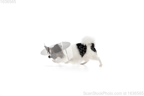 Image of Studio shot of funny Papillon dog isolated on white studio background