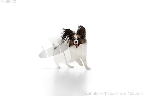 Image of Studio shot of funny Papillon dog isolated on white studio background