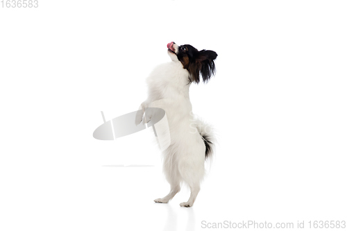 Image of Studio shot of funny Papillon dog isolated on white studio background