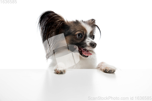 Image of Studio shot of funny Papillon dog isolated on white studio background