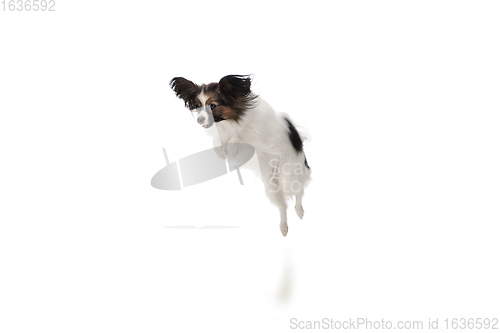 Image of Studio shot of funny Papillon dog isolated on white studio background