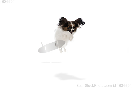 Image of Studio shot of funny Papillon dog isolated on white studio background