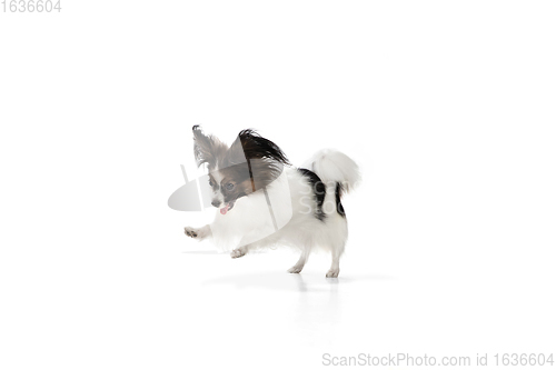 Image of Studio shot of funny Papillon dog isolated on white studio background