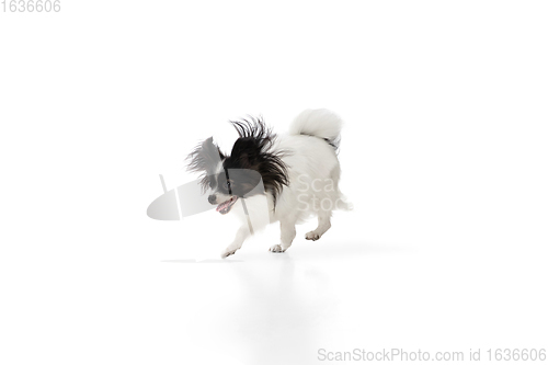 Image of Studio shot of funny Papillon dog isolated on white studio background