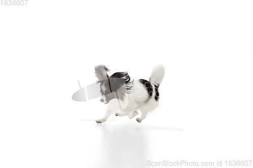 Image of Studio shot of funny Papillon dog isolated on white studio background