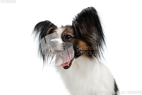 Image of Studio shot of funny Papillon dog isolated on white studio background