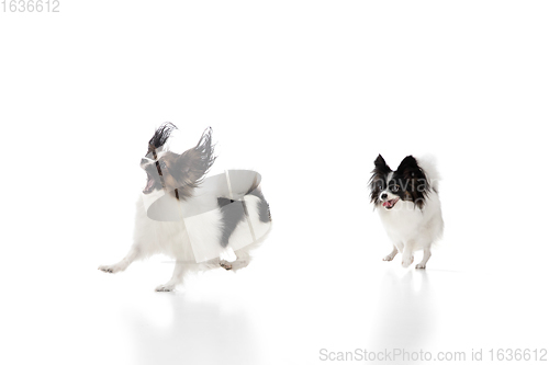Image of Studio shot of funny Papillon dogs isolated on white studio background