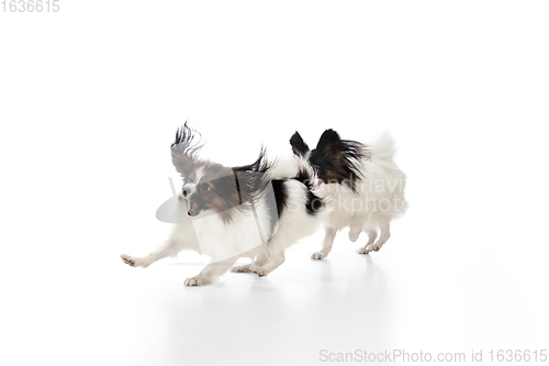 Image of Studio shot of funny Papillon dogs isolated on white studio background