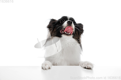 Image of Studio shot of funny Papillon dog isolated on white studio background