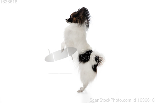 Image of Studio shot of funny Papillon dog isolated on white studio background