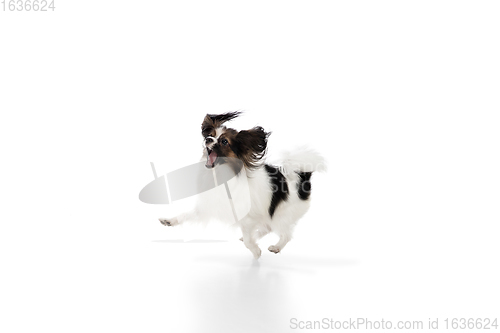 Image of Studio shot of funny Papillon dog isolated on white studio background