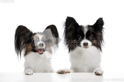 Image of Studio shot of funny Papillon dogs isolated on white studio background