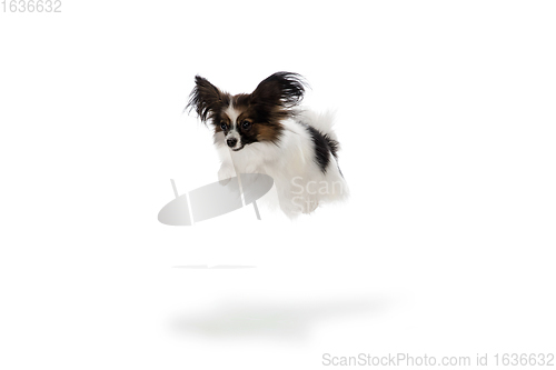 Image of Studio shot of funny Papillon dog isolated on white studio background